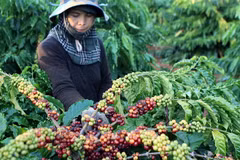 Thu hoạch càphê ở Đắk Lắk. (Ảnh: Dương Giang/TTXVN)