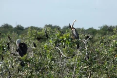 Vườn Chim Prek Toal của Cmapuchia. (Ảnh: Xuân Khu/Vietnam+)