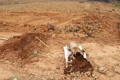 (Ảnh minh họa: Xuân Tư/TTXVN)