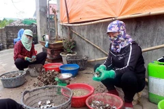 Cuộc sống của người dân xã Hoàng Tân, thị xã Quảng Yên, Quảng Ninh. (Ảnh minh họa: Bùi Hiếu/TTXVN)