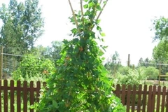 Tạo nên thế giới kỳ diệu cho bé thật dễ dàng với chiếc lều từ cây đỗ