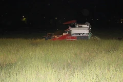 Tiếng máy gặt kêu xành xạch, tiếng nói cười xôn xao trong đêm tối. (Ảnh: Nguyễn Oanh/Vietnam+)