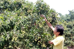 Diện tích vải thiều đã được cấp mã số vùng trồng xuất khẩu sang Nhật Bản. (Ảnh: Đồng Thúy/TTXVN)