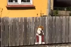 Hình ảnh Bogart cắt từ clip do người đi đường quay lại. (Nguồn: BoredPanda)