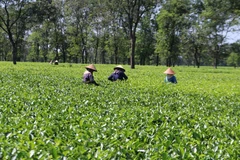 Không gian chè xanh bạt ngàn tại Biển Hồ chè Gia Lai. Ảnh: Hồng Điệp - TTXVN