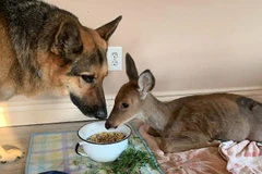 Sarge đã hành động như một vệ sĩ và bảo mẫu cho con vật nhỏ tội nghiệp này. (Nguồn: BoredPanda)