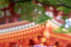 Cẩm tú cầu màu tím mang ý nghĩa quyến rũ và sự huyền bí, tượng trưng cho tình yêu lãng mạn. (Ảnh: Xuân Giao/TTXVN)