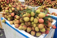 Vải lai Phù Cừ. (Ảnh: Mai Ngoan/TTXVN)