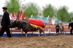 Nghi lễ tịch điền - đường cày đầu Xuân tại Lễ hội Lồng Tông truyền thống của đồng bào dân tộc Tày. (Ảnh: Quang Cường/TTXVN)