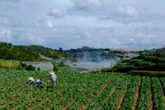 Trồng rau ở Đà Lạt. (Nguồn: TTXVN)