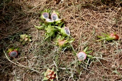 Người dân phải chặt bỏ quả thanh long, vì khi quả thanh long đang tăng trưởng và chờ chín nếu bị ngập nước sẽ bị teo và rỗng ruột, hư hỏng hoàn toàn. (Ảnh: Nguyễn Thanh/TTXVN)