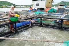 Ngư dân huyện Kiên Hải đầu tư lồng nhựa HDPE thay thế cho lồng cây truyền thống. (Ảnh: Văn Sĩ/TTXVN)