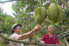 Vườn sầu riêng trong vùng quy hoạch tại huyện Đăk Hà, tỉnh Kon Tum, mang lại lợi nhuận khoảng gần 1 tỷ đồng/ha. (Ảnh: Dư Toán/TTXVN)