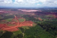 Diện tích hơn 30ha tỉnh Lâm Đồng giao cho 2 doanh nghiệp thuê để trồng cây nay phải thu hồi để khai thác quặng bauxite. (Ảnh: TTXVN phát)