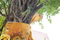 Người dân thực hiện nghi lễ tắm Phật phía ngoài sân chùa Simueang ở thủ đô Vientiane. (Ảnh: Đỗ Bá Thành/TTXVN)