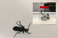 Sâu ban miêu gây ngộ độc cho nhiều người sau khi ăn. (Ảnh do bệnh viện cung cấp)