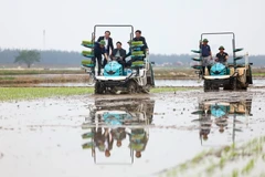Thủ tướng Phạm Minh Chính cùng nông dân cấy mạ vụ Đông Xuân bằng phương tiện cơ giới. (Ảnh: Dương Giang/TTXVN)