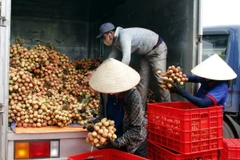 Doanh nghiệp vào tận vườn thu mua vải. (Ảnh: Đồng Thúy/TTXVN)