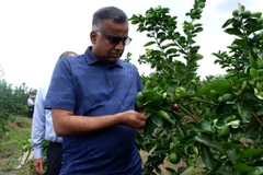 Tiến sỹ Abdul Jalil Kader, Phó Tổng Giám đốc Cơ quan Quản lý Thực phẩm Singapore tham quan vườn trồng chanh không hạt tại huyện Bến Lức, Long An. (Ảnh: Đức Hạnh/TTXVN)