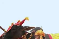 Ông Vei Samnang, Tỉnh trưởng tỉnh Kampong Speu giữ vai trò Sdech Meak, cùng đoàn tùy tùng thực hiện nghi thức cày ruộng mang tính biểu tượng tại Lễ hội Tịch điền. (Ảnh: Hoàng Minh/TTXVN)