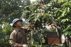 Vườn vải của gia đình ông Lê Bá Phúc, xã Thanh Quang, huyện Thanh Hà, Hải Dương năm nay thưa thớt quả. (Ảnh: Tiến Vĩnh/TTXVN)