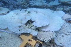 Khảo sát chi tiết hiện trạng san hô bị tẩy trắng được thực hiện tại 8 trạm rạn quanh đảo Côn Sơn. (Ảnh: TTXVN phát)