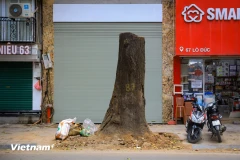 Cây sao đen trước cửa nhà số 65 Lò Đúc bị chặt hạ. (Nguồn: Vietnam+)