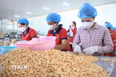 Chế biến hạt điều. (Nguồn: TTXVN)