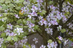 Hoa ban nở rộ trên tuyến đường Nguyễn Văn Trỗi, thành phố Hòa Bình. (Ảnh: Trọng Đạt/TTXVN)