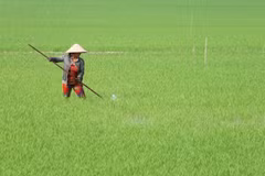 Ngành chức năng khuyến cáo nông dân áp dụng tốt các giải pháp kỹ thuật ngay từ đầu vụ. (Ảnh minh họa. Nguồn: TTXVN)