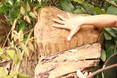 Một gốc cây gỗ rừng lớn bị lâm tặc chặt hạ tại hiện trường vụ phá rừng ở thôn Tà Lêng, xã Đakrông, huyện Đakrông, tỉnh Quảng Trị. (Ảnh: Nguyên Lý/TTXVN)