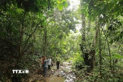 Ảnh minh họa. (Nguồn: TTXVN)