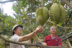 Vườn sầu riêng trong vùng quy hoạch tại huyện Đăk Hà, tỉnh Kon Tum, mang lại lợi nhuận khoảng gần 1 tỷ đồng/ha. (Ảnh: Dư Toán/TTXVN)