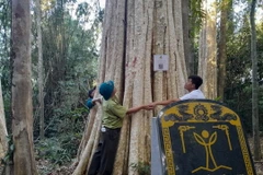 Cây di sản được Hội Bảo vệ Thiên nhiên và Môi trường Việt Nam trao tặng bằng công nhận ngày 25/11/2022. (Ảnh: K GỬIH/TTXVN)