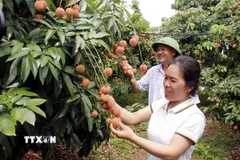 Vải thiều Bắc Giang. (Nguồn: TTXVN)