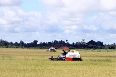 Nông dân thu hoạch lúa. (Ảnh: Tuấn Phi/TTXVN)