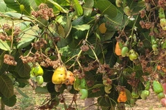 Bông điều hỏng và rụng nhiều khiến tỷ lệ đậu quả thấp. (Ảnh: Hoài Nam/TTXVN)