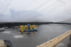 Một bể nuôi tôm trái phép tại phố Đông Hải, phường Hải Hòa, thị xã Nghi Sơn. (Ảnh: Nguyễn Nam/TTXVN)