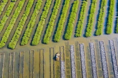 Rừng ngập mặn bàu Cá Cái, xã Bình Thuận (Bình Sơn, Quảng Ngãi) được phục hồi từ năm 2015. (Ảnh: TTXVN phát)