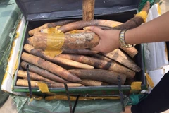 Tang vật ngà voi tịch thu tại Nội Bài, Hà Nội. (Nguồn ảnh: Tổng cục Hải Quan)