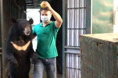 Nghệ sỹ chăm sóc gấu hỗ trợ đưa gấu vào lồng vận chuyển bằng cách dụ và dắt gấu. (Ảnh: TCĐVCA cung cấp)