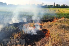 Đốt rơm rạ là nguyên nhân chính dẫn tới ô nhiễm không khí trong những ngày đầu tháng 6 ở miền Bắc. (Nguồn: TTXVN)