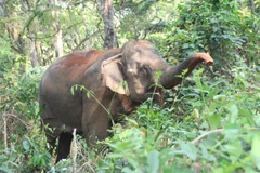 Voi ở Tây Nguyên. (Nguồn ảnh: PV/Vietnam+)