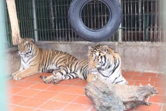 Ảnh minh họa. (Hùng Võ/Vietnam+)