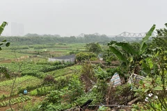 Người dân canh tác ven sông dọc khu Ngọc Thụy, quận Long Biên, Hà Nội. (Ảnh: Hùng Nguyên/Vietnam+)