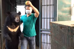 Nghệ sỹ chăm sóc gấu hỗ trợ đưa gấu vào lồng vận chuyển bằng cách dụ và dắt gấu. (Ảnh: TCĐVCA cung cấp)