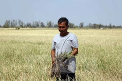 Cánh đồng lúa mất trắng ở Bạc Liêu do hạn hán và xâm nhập mặn. (Ảnh: Nguyễn Thanh Liêm/TTXVN)