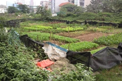 Rau "sạch" được trồng ngay khu vực đổ rác ​trong một đô thị tại Cầu Giấy-Hà Nội. (Ảnh: PV/Vietnam+)