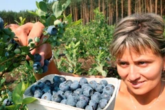 Ảnh chỉ có tính minh họa. (Nguồn: TTXVN)