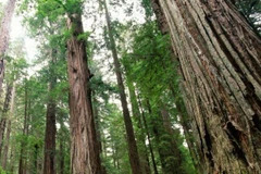 VINAFOR chào bán 24,3 triệu cổ phần lần đầu ra công chúng. (Ảnh: HNX)